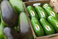 Aguacate-Beneke