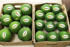 Aguacate-Carla