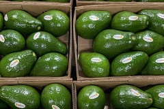 Avocado