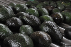 aguacate-3