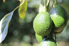 aguacate-4