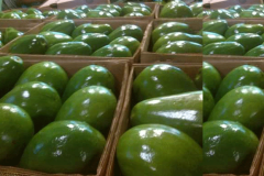 aguacate-6