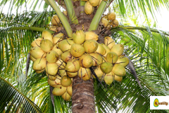 coco-seco-3