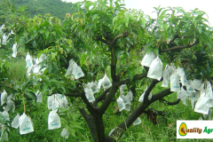 guayaba-3