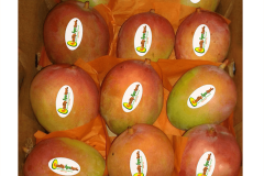 Mango-Keit