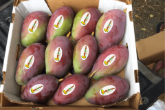 Mango-kent-1