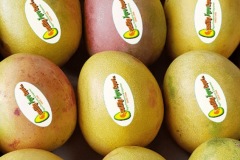 Mango_Banilejos