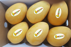 Mingolo