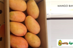 mango-banilejo