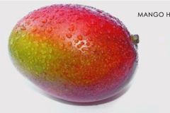 mango-heidy2