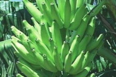 quality-plantaciones-03