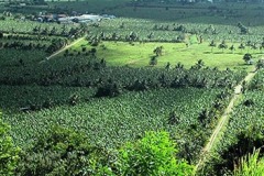 quality-plantaciones-04