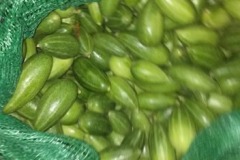 quality-plantaciones-07