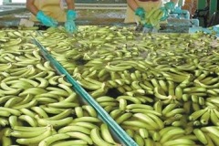quality-plantaciones-08