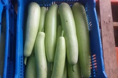 quality-plantaciones-10