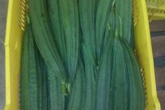 quality-plantaciones-11