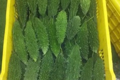 quality-plantaciones-12