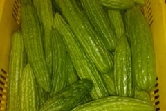 quality-plantaciones-13