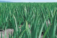 quality-plantaciones-15
