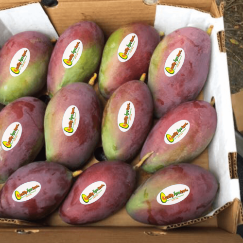 Mango kent