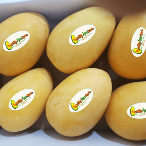 Mingolo