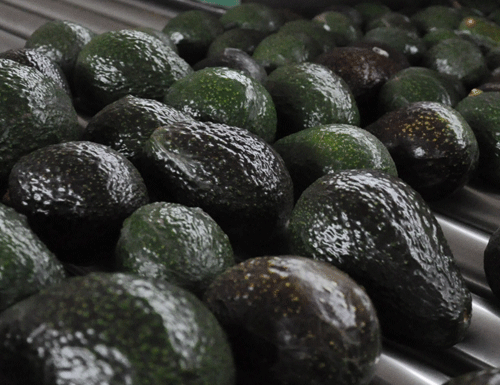 aguacate-3