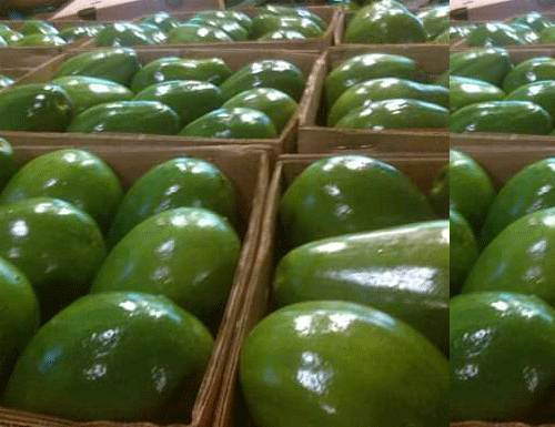 aguacate-6
