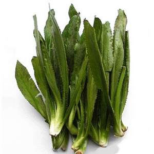 cilantro-300 (1)