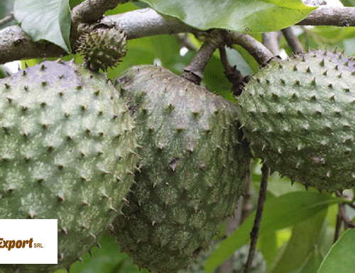 guanabana-3