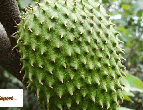 guanabana-4