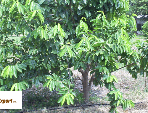 guanabana-5