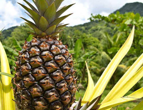 pina-3