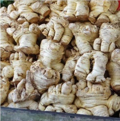 quality-agro-express26