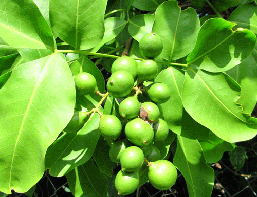 quenepa-2