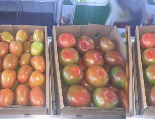 tomate-3