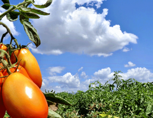 tomate-4