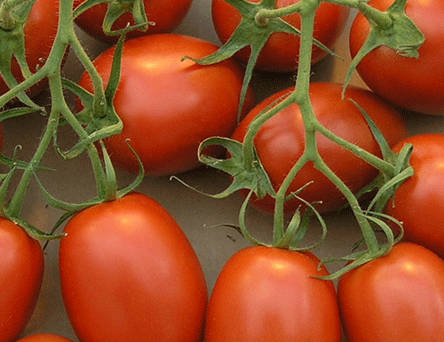 tomate-5