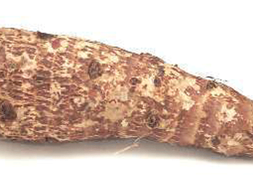 yautia-blanca-5